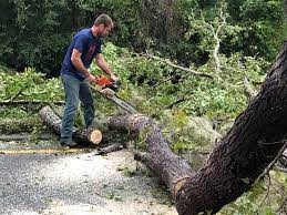 Best Fruit Tree Pruning  in Spindale, NC